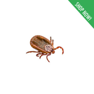 Bedbugs / Mites Control