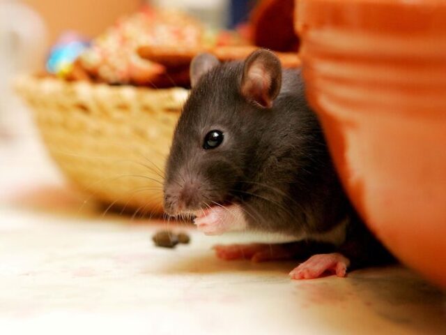 Rodent Pest Control Services: Rid Your Restaurant from Rodents