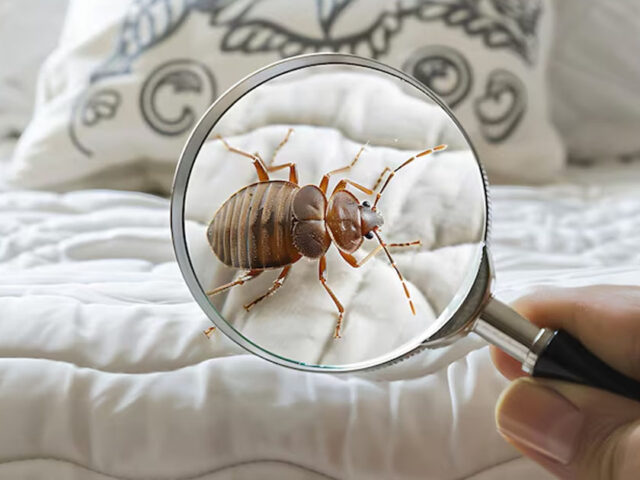 7 Effective Pest Control Tips to Keep Your Home Bug-Free