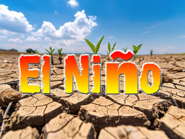 El Niño Impact on Pests?